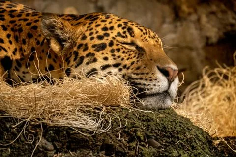 Sleeping Leopard on a stone cliff resting in peace Stock Photos