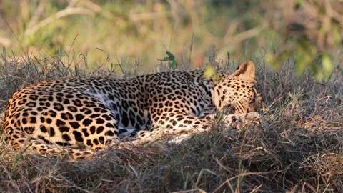 Sleeping leopard in the sun - golden light Stock Footage 154885383