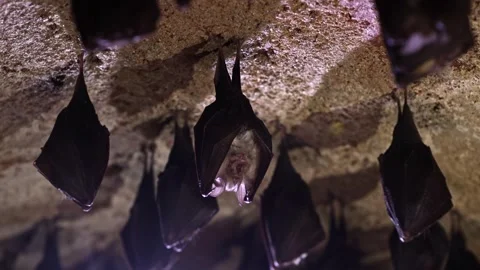 Sleeping lesser horseshoe bat group shaking woke after hibernation Stock Footage 317381859