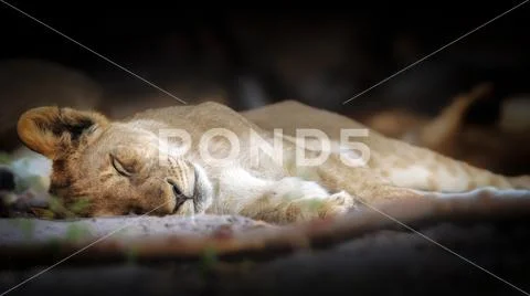 Sleeping lion cub Stock Photos