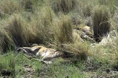 Sleeping Lion 動画素材 8776774