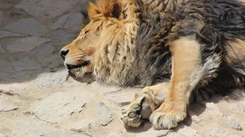 The sleeping lion Stock-Footage 38374572