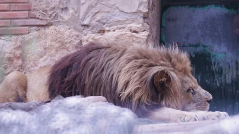 Sleeping Lion Video stock 110989662