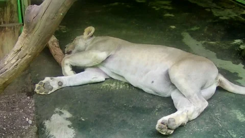 Sleeping lion Stock Footage 168086088