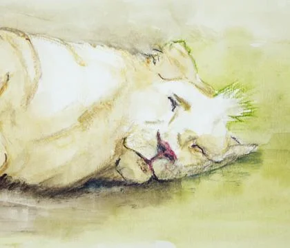 Sleeping lion Stock Illustration