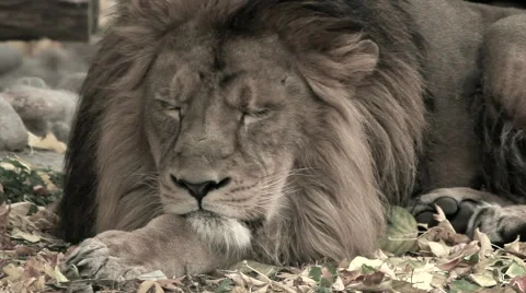 Sleeping lion, lying on autumn background. HD clip, red toned in retro style. Stock Footage 46440395