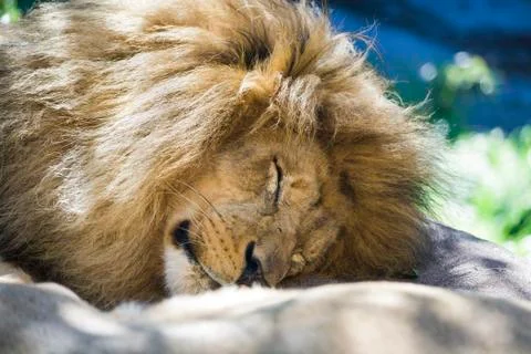Sleeping Lion Stock Photos