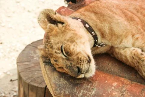 Sleeping lion Stock Photos