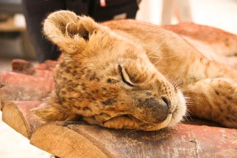 Sleeping lion Stock Photos
