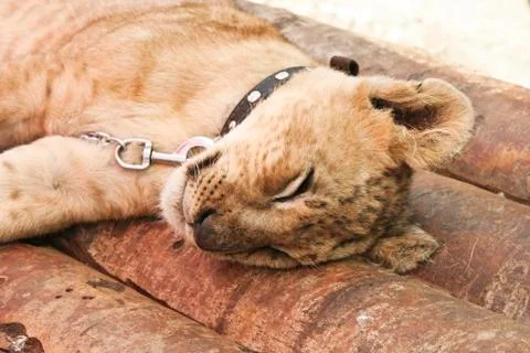 Sleeping lion Stock Photos
