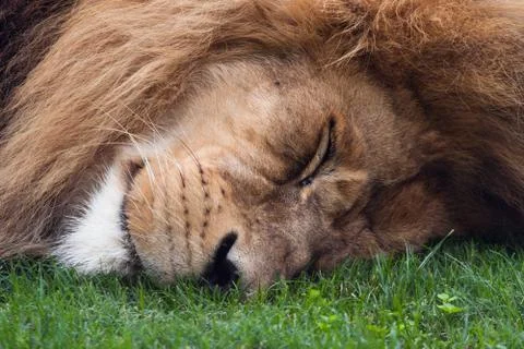 Sleeping lion Stock Photos