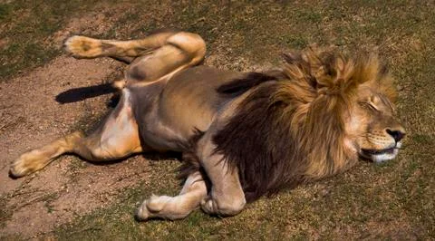Sleeping Lion 스톡 사진