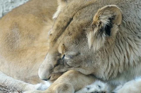 Sleeping lion Stock Photos
