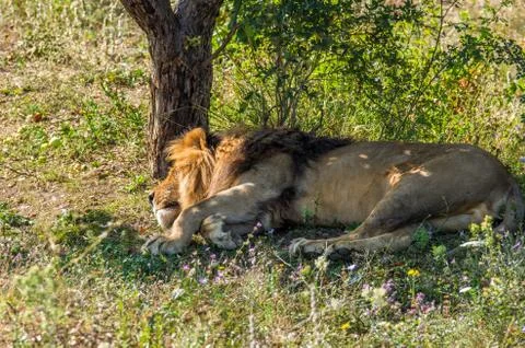 Sleeping lion Foto stock