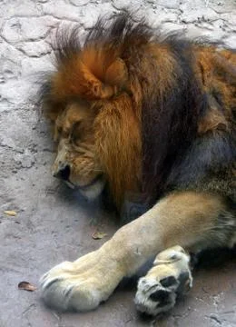 Sleeping lion Stock Photos
