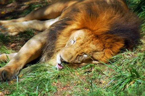 Sleeping Lion Stock Photos