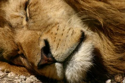 Sleeping Lion Stock Photos