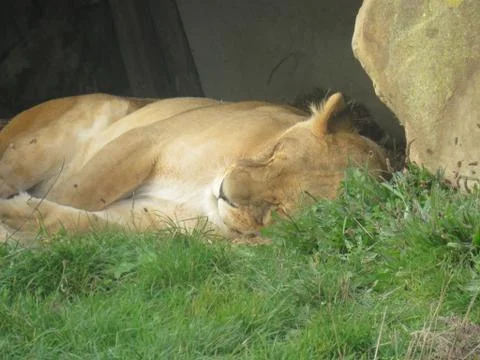 Sleeping lion Stock Photos