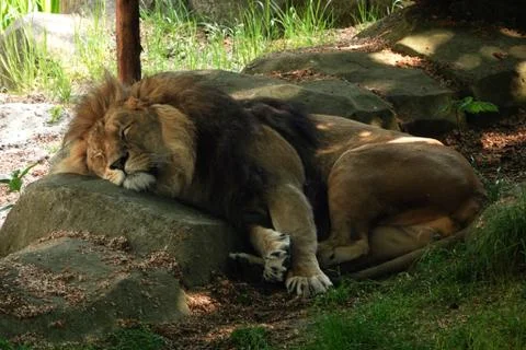 Sleeping lion. Stock Photos