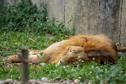 Sleeping lion Фото