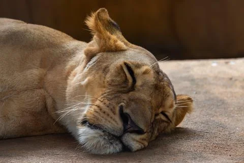 Sleeping lion Photos