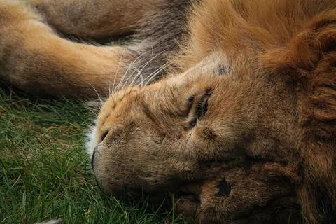 Sleeping lion resting on grass Stock Photos