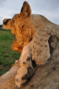 Sleeping lion in sunset Фото