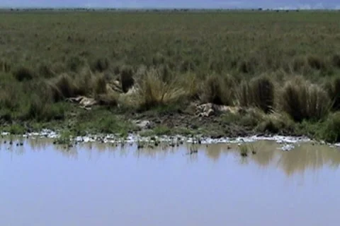 Sleeping Lioness 動画素材 8776652