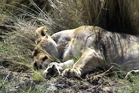 Sleeping Lioness 動画素材 8776713