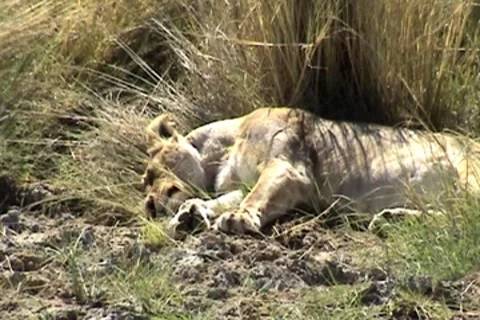 Sleeping Lioness 動画素材 8776794