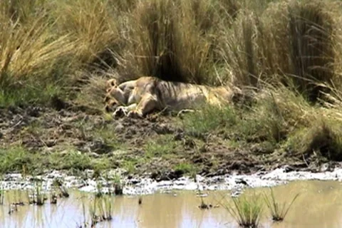 Sleeping Lioness 動画素材 8776901