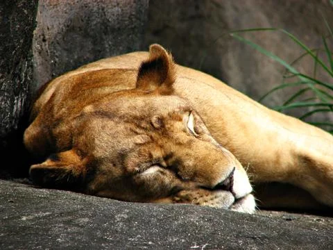 Sleeping Lioness Stock Photos