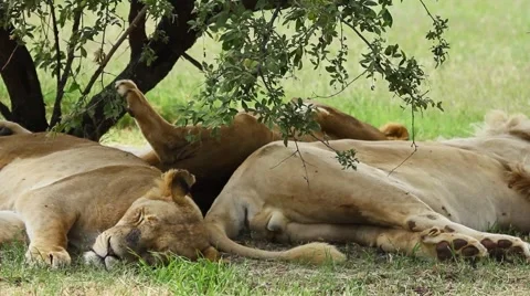 Sleeping Lions Stock Footage 45713130