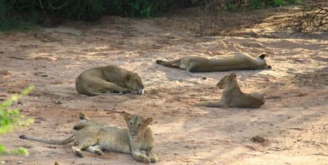 Sleeping lions Stock Photos
