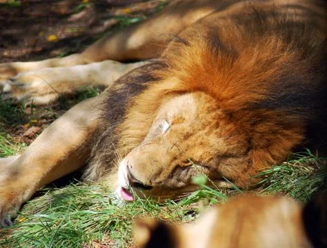 Sleeping Lions Stock Photos