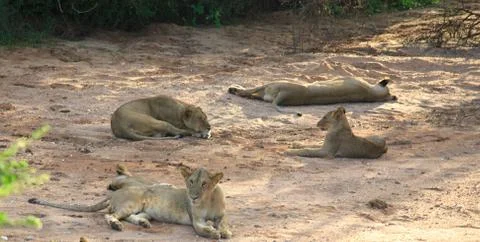 Sleeping lions Stock Photos