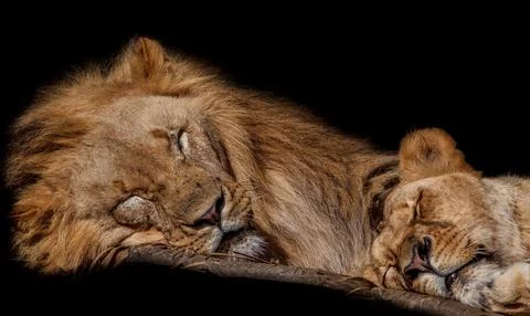 Sleeping lions. Stock Photos