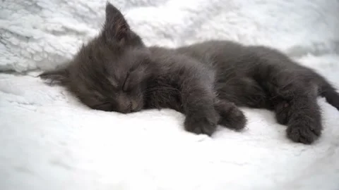 Sleeping little cat Stock Footage 196541518