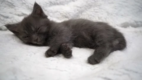 Sleeping little cat Stock Footage 197140891