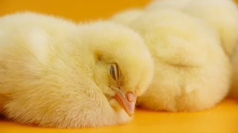Sleeping little chicks Stock Footage 47923956