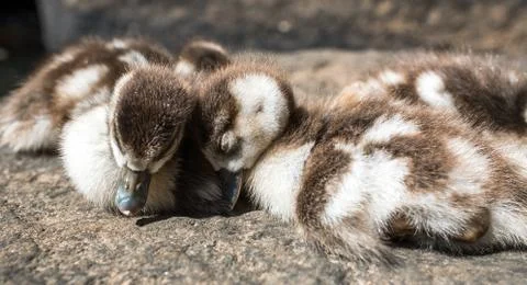 Sleeping little ducks Foto stock
