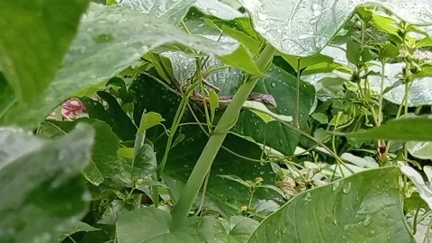 Sleeping lizard Stock Footage 221156509