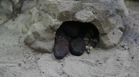 Sleeping lizards Stock Footage 8946904