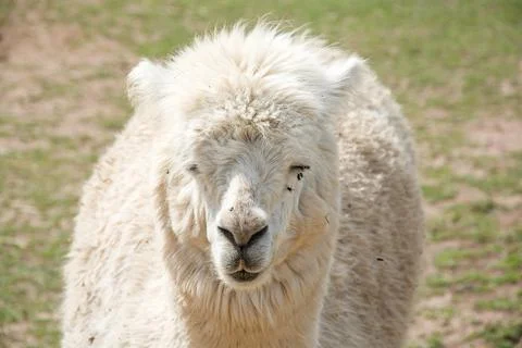 Sleeping Llama Stock Photos