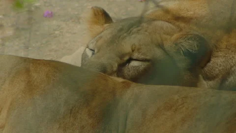 Sleeping loiness Stock Footage 233517255