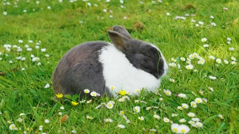 Sleeping lovely rabbit on meadow with chamomile flowers Stock Footage 239370916