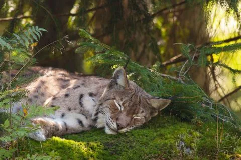 A sleeping lynx Stock Photos