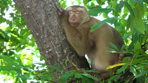 Sleeping macaque monkey on the branch of tree. Stock Footage 156813270