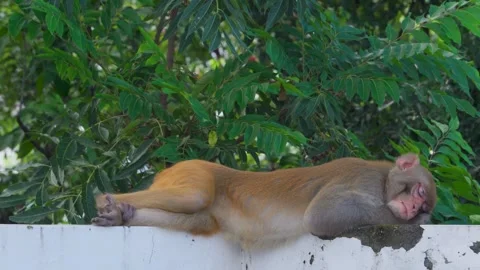 Sleeping macaque on a wall under tropical leaves Stock Footage 344530233