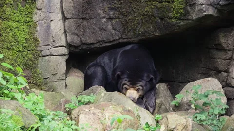 Sleeping Malayan sun bear in rock cave, front view Stock Footage 318577461